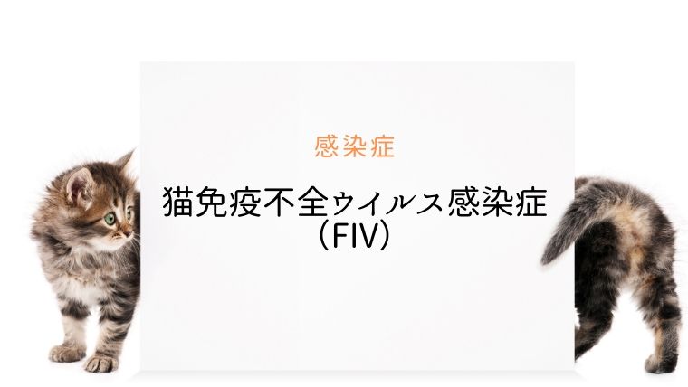 猫免疫不全ウイルス Fiv 感染症 猫エイズ まとめ 犬と猫の緩和ケア