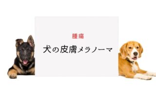 犬のぶどう膜炎 まとめ 犬と猫の緩和ケア