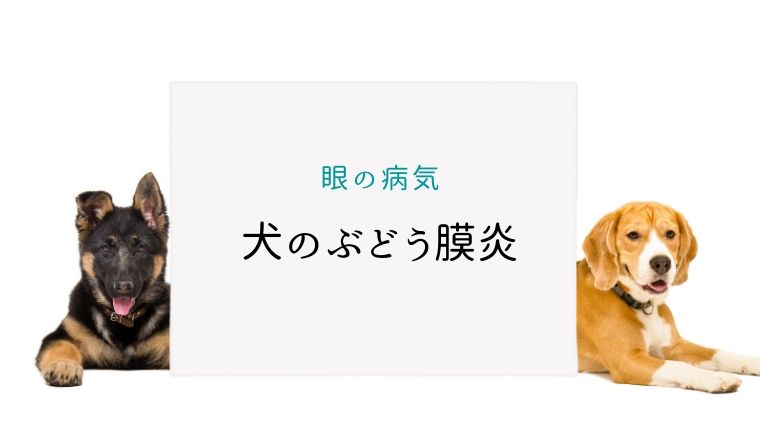 犬のぶどう膜炎 まとめ 犬と猫の緩和ケア