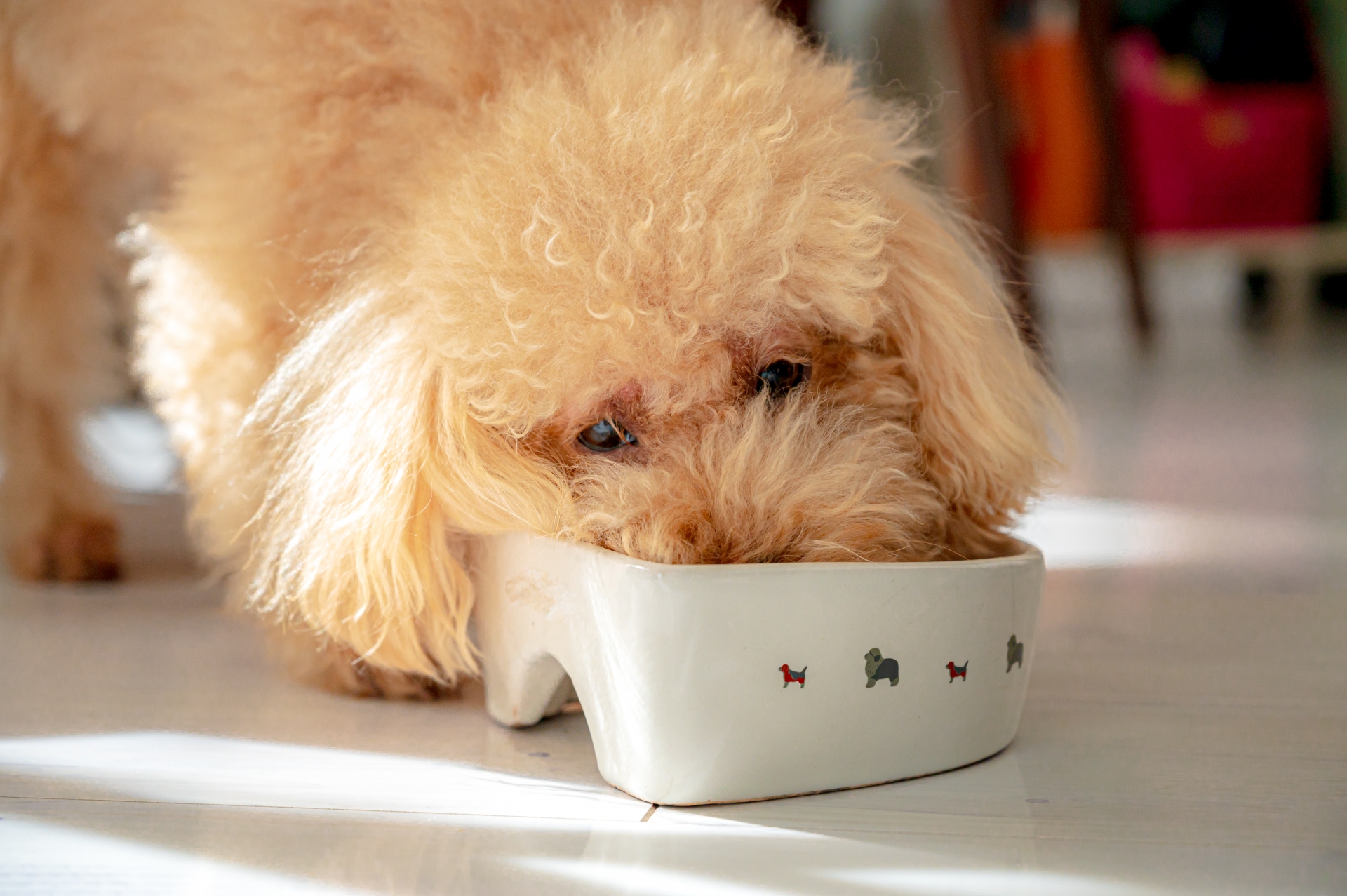 ご飯を食べるトイプードル