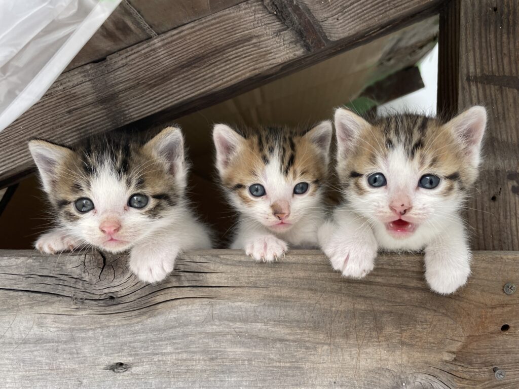 隙間から覗く3匹の子猫