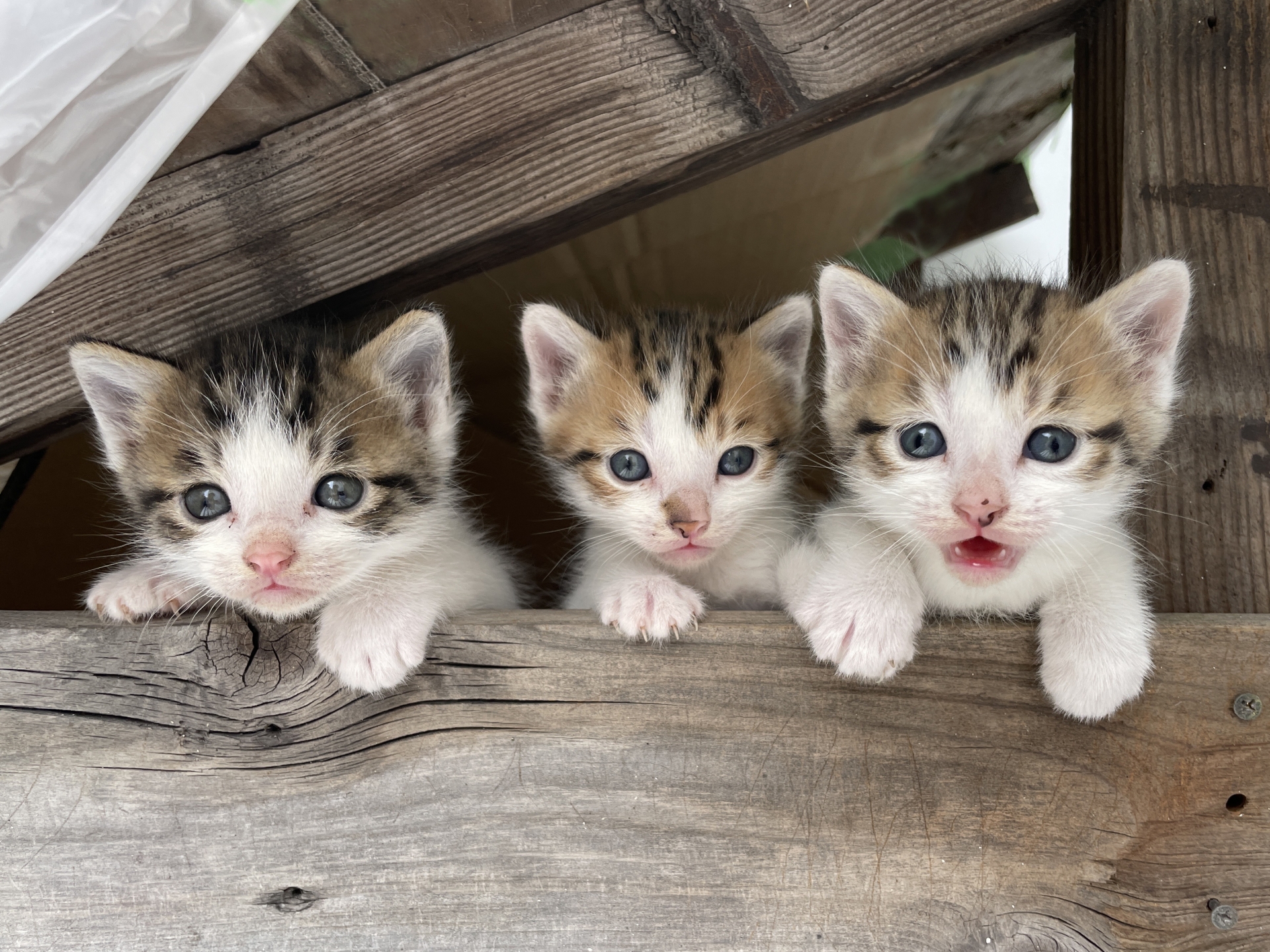 隙間から覗く3匹の子猫
