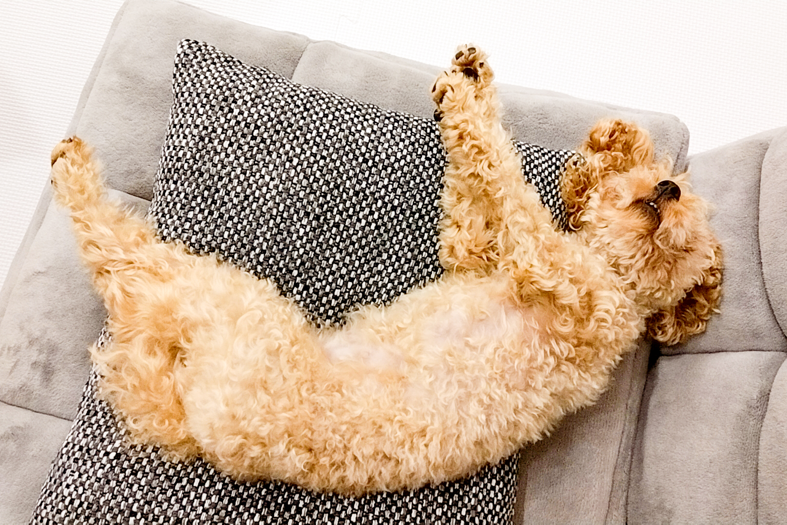 へそを上に向けて眠るトイプードル