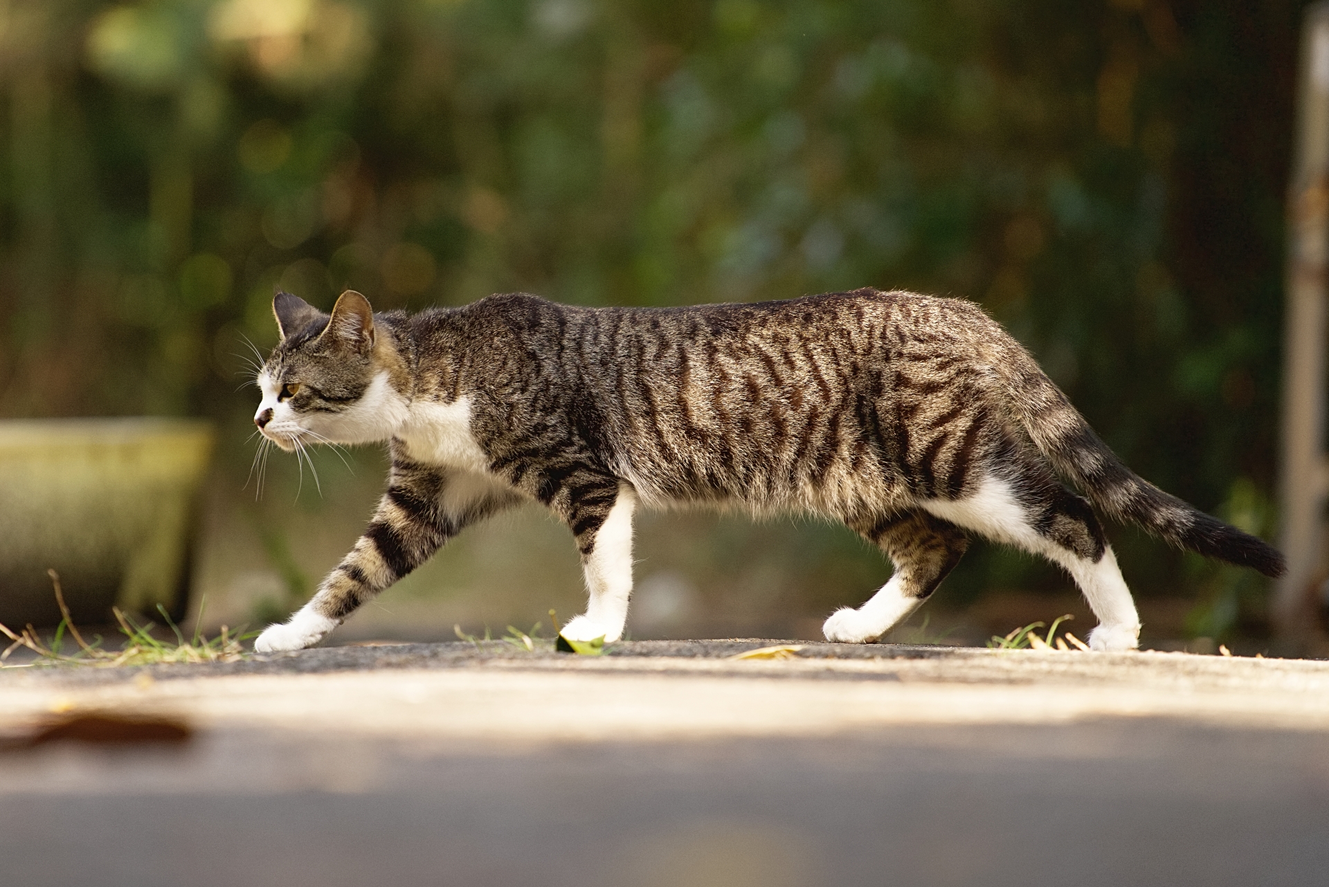 外を歩く猫