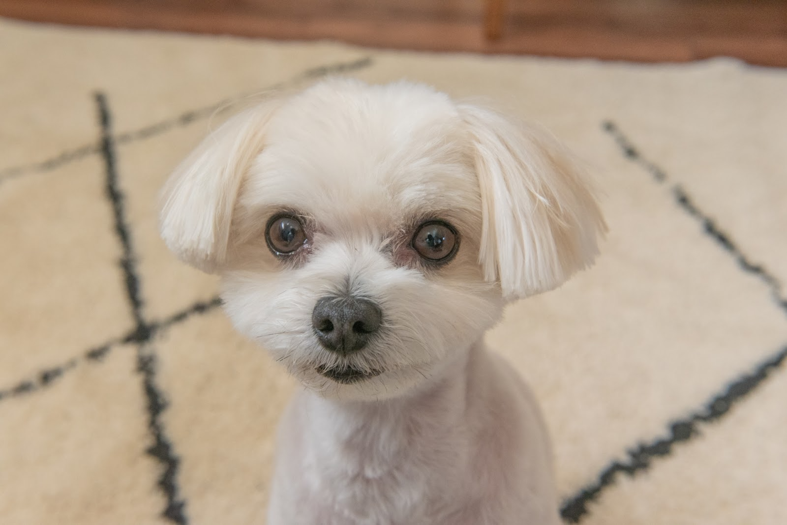 こちらを見つめる白い犬