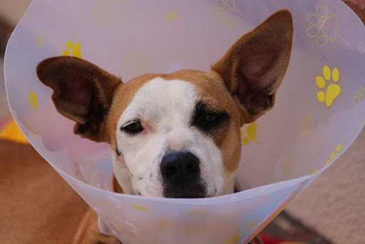 カラーをつけてこちらを見る犬