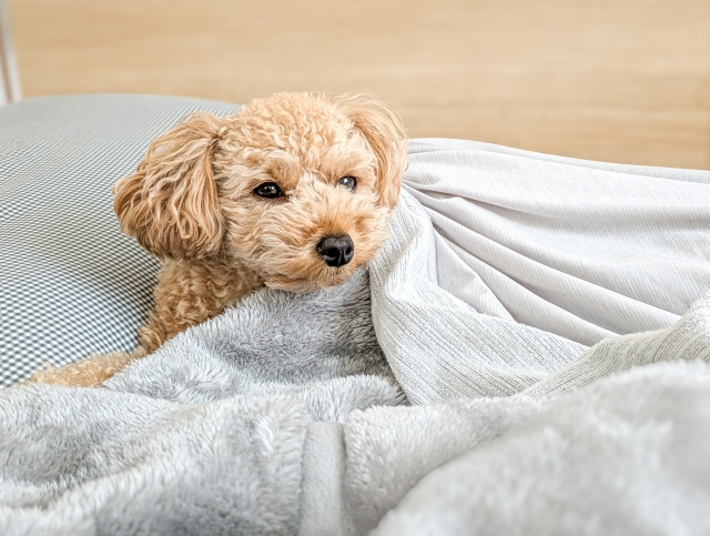 毛布に包まるトイプードル