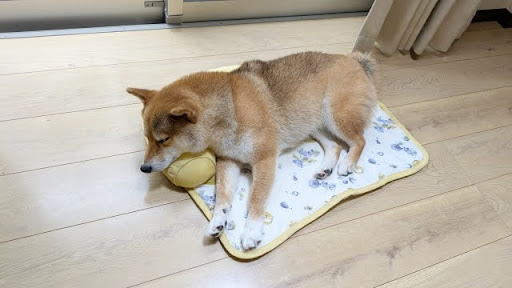 毛布の上の柴犬