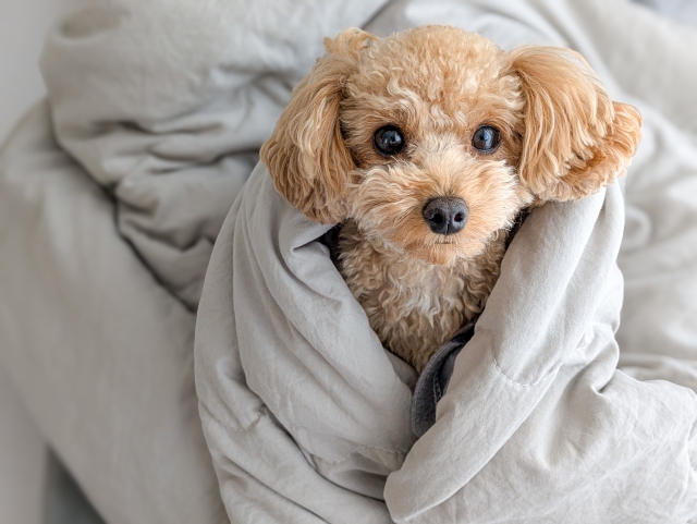 タオルにくるまっているトイプードル