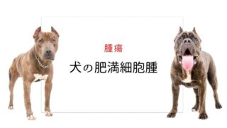 犬の肥満細胞腫 予後因子 犬と猫の緩和ケア