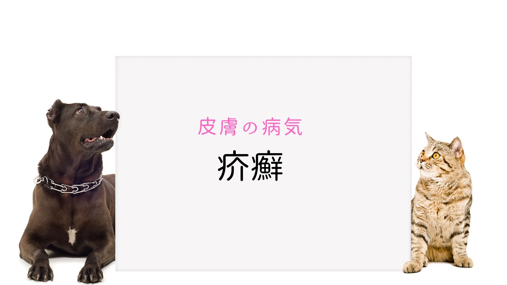 犬と猫の疥癬 まとめ 犬と猫の緩和ケア