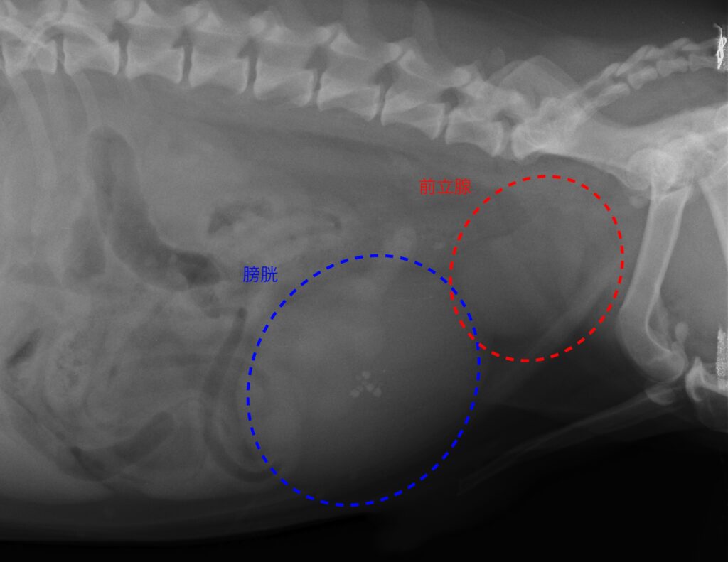 犬の前立腺肥大 過形成 まとめ 犬と猫の緩和ケア 犬の前立腺肥大 過形成 まとめ 犬と猫の緩和ケア