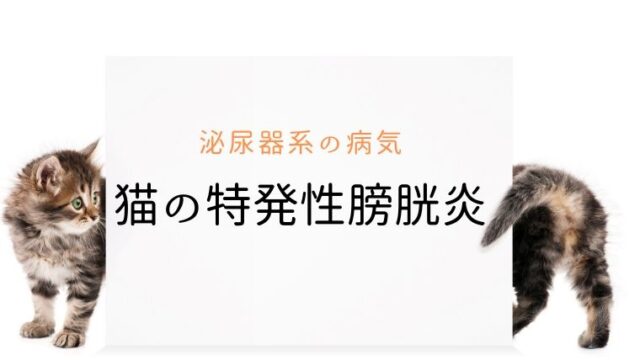 犬猫の膵外分泌不全 まとめ 犬と猫の緩和ケア