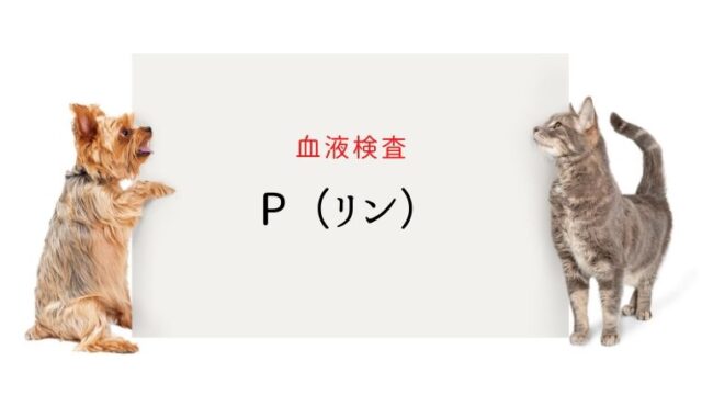 犬猫のメレナ(黒色便) 黒いウンチは要注意です|犬と猫の緩和ケア