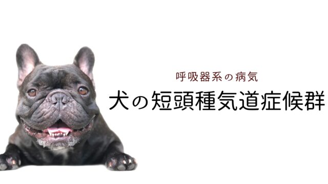 犬の糖尿病 まとめ 犬と猫の緩和ケア