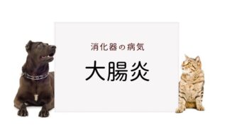 犬猫の大腸炎 まとめ
