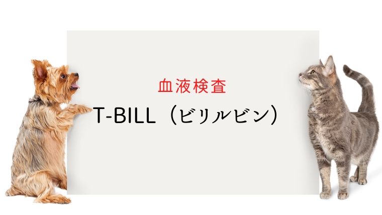 犬猫の血液検査 T Bill 総ビリルビン 犬と猫の緩和ケア