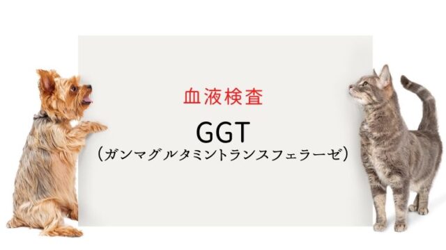 犬猫の血液検査 Ggt Gグルタミントランスフェラーゼ 犬と猫の緩和ケア