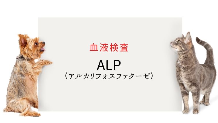 犬猫の血液検査 Alp アルカリフォスファターゼ 犬と猫の緩和ケア