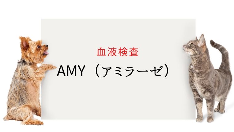 アミラーゼ血液検査の準備はどのようにすればよいですか?