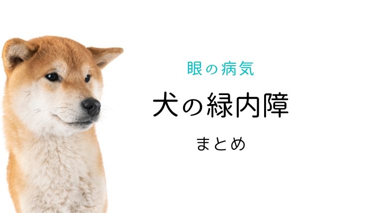 犬の緑内障 まとめ 犬と猫の緩和ケア