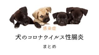 犬猫の膵外分泌不全 まとめ 犬と猫の緩和ケア