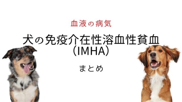 犬の免疫介在性貧血（IMHA）