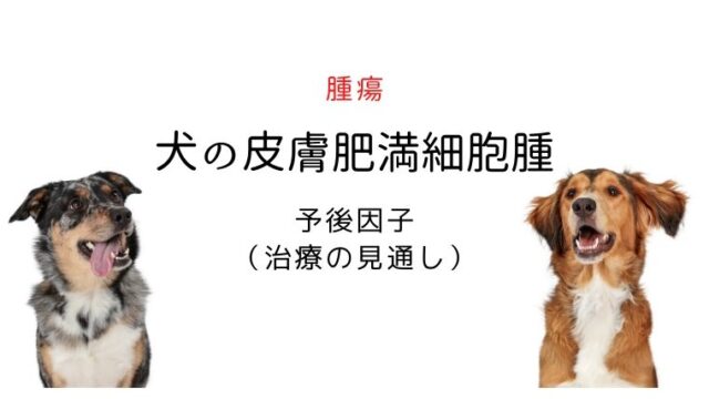 犬の緑内障 まとめ 犬と猫の緩和ケア