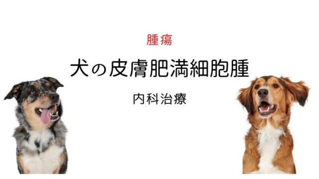 犬の胆嚢粘液嚢腫 まとめ 犬と猫の緩和ケア