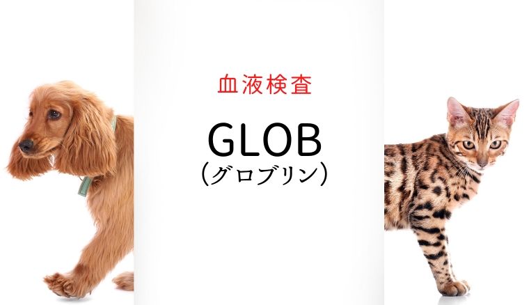 犬猫の血液検査 Glob グロブリン 犬と猫の緩和ケア