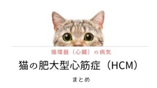 猫の動脈血栓塞栓症（ATE） まとめ｜犬と猫の緩和ケア