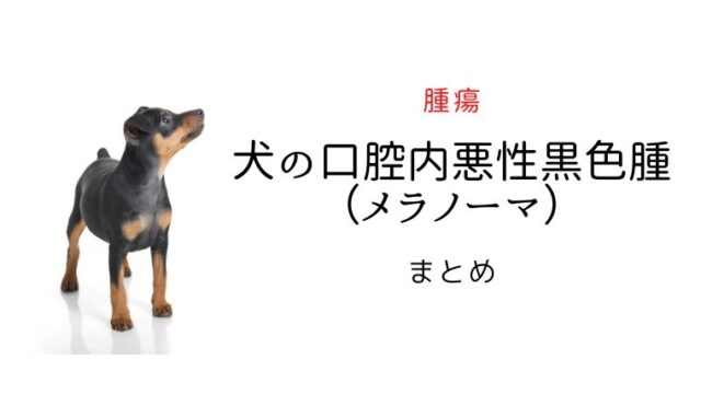 犬猫の膵外分泌不全 まとめ 犬と猫の緩和ケア