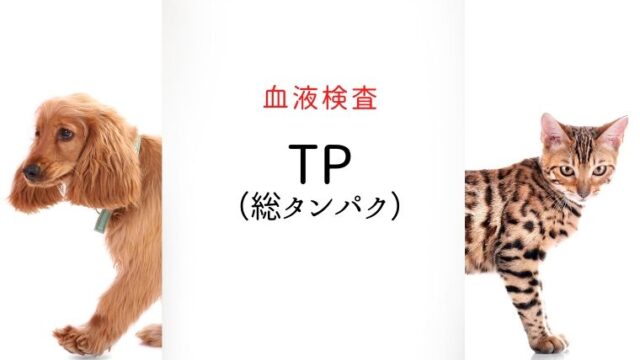 犬猫　血液検査　TP