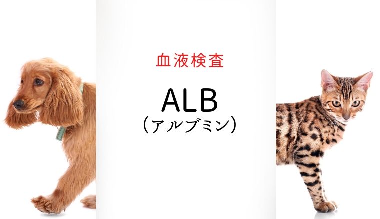 犬猫　血液検査　ALB