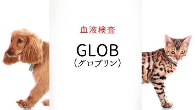 犬猫　血液検査　GLOB