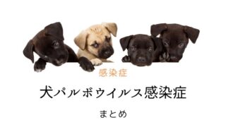 犬　パルボウイルス