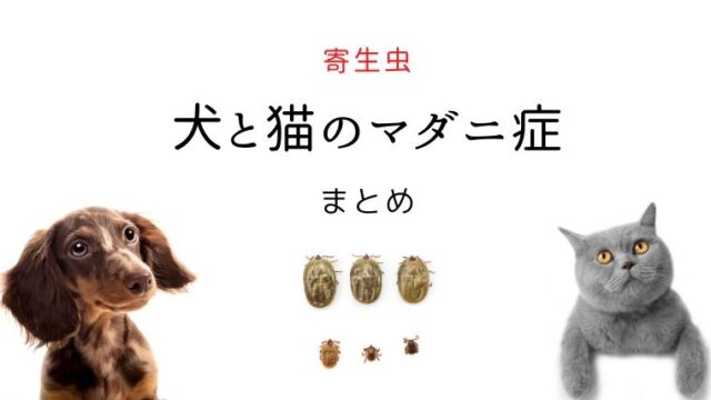 犬猫の脾臓腫瘍と非腫瘍性病変 〝良性？ 悪性？〟｜犬と猫の緩和ケア