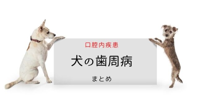 犬猫の歯周病 まとめ｜犬と猫の緩和ケア