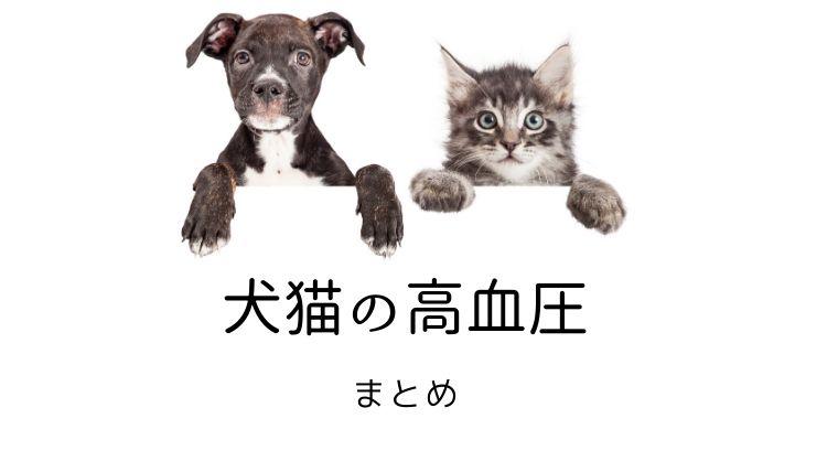 犬猫の高血圧 まとめ|犬と猫の緩和ケア