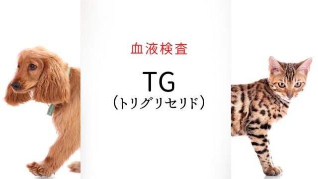 犬猫　トリグリセリド