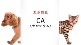 犬猫　カルシウム
