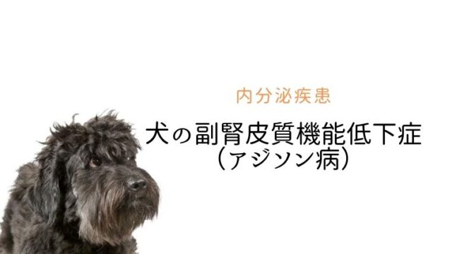 犬の副腎皮質機能低下症 アジソン病 まとめ 犬と猫の緩和ケア