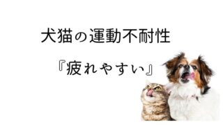 犬猫のステロイド薬｜犬と猫の緩和ケア