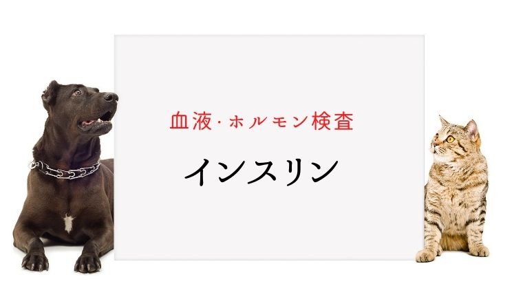 犬猫の血液検査 インスリン 犬と猫の緩和ケア