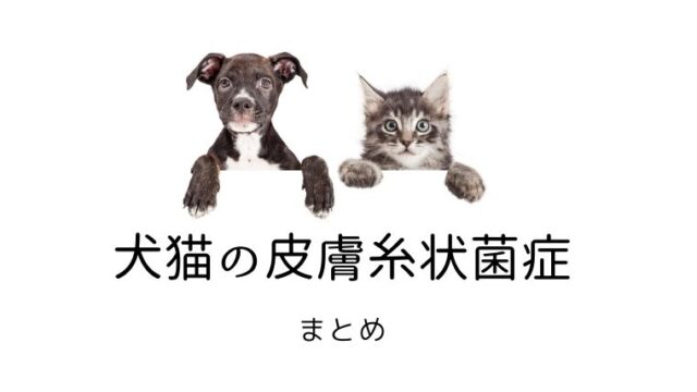 猫白血病ウイルス（FeLV）感染症 まとめ｜犬と猫の緩和ケア