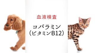 犬猫の血液検査 葉酸｜犬と猫の緩和ケア