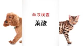 猫の便秘と巨大結腸症 まとめ|犬と猫の緩和ケア