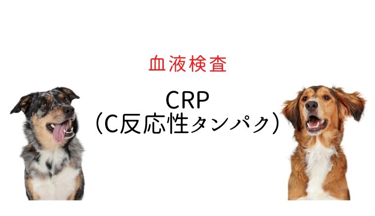 犬の血液検査 Crp C反応性タンパク 犬と猫の緩和ケア