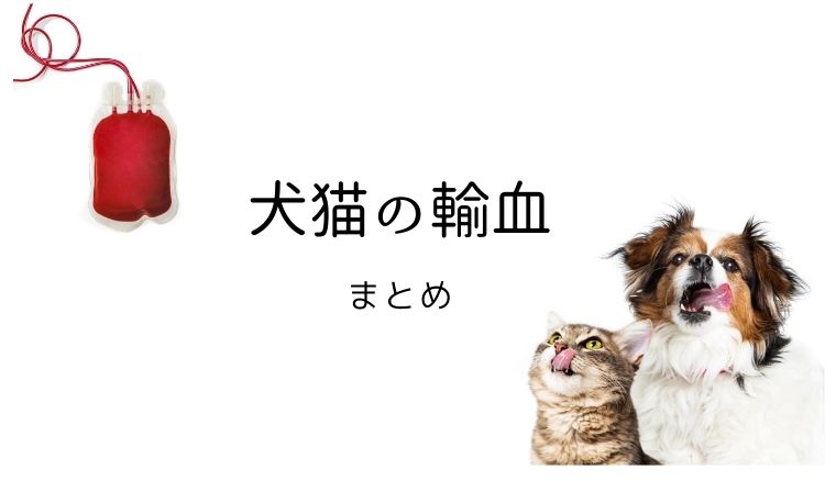 犬猫の輸血｜犬猫の輸血方法やドナーになる条件を獣医師が解説 | 犬と 
