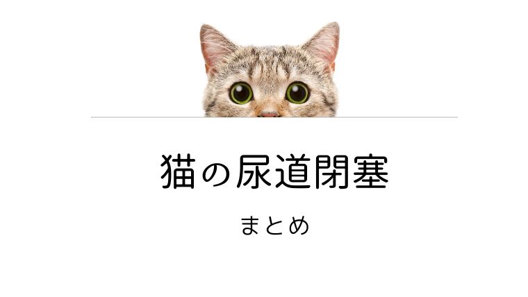猫の尿道閉塞 まとめ｜犬と猫の緩和ケア